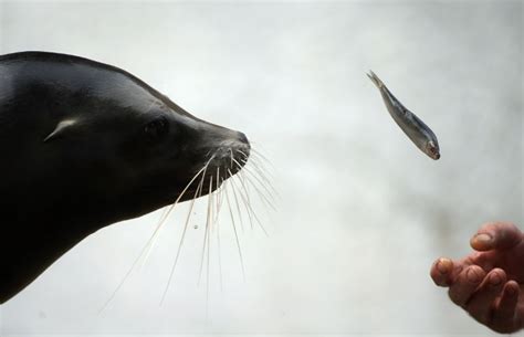 Leao marinho ataca humanos  Encontre fotografias de stock de alta qualidade que não encontrará em nenhum outro lugar